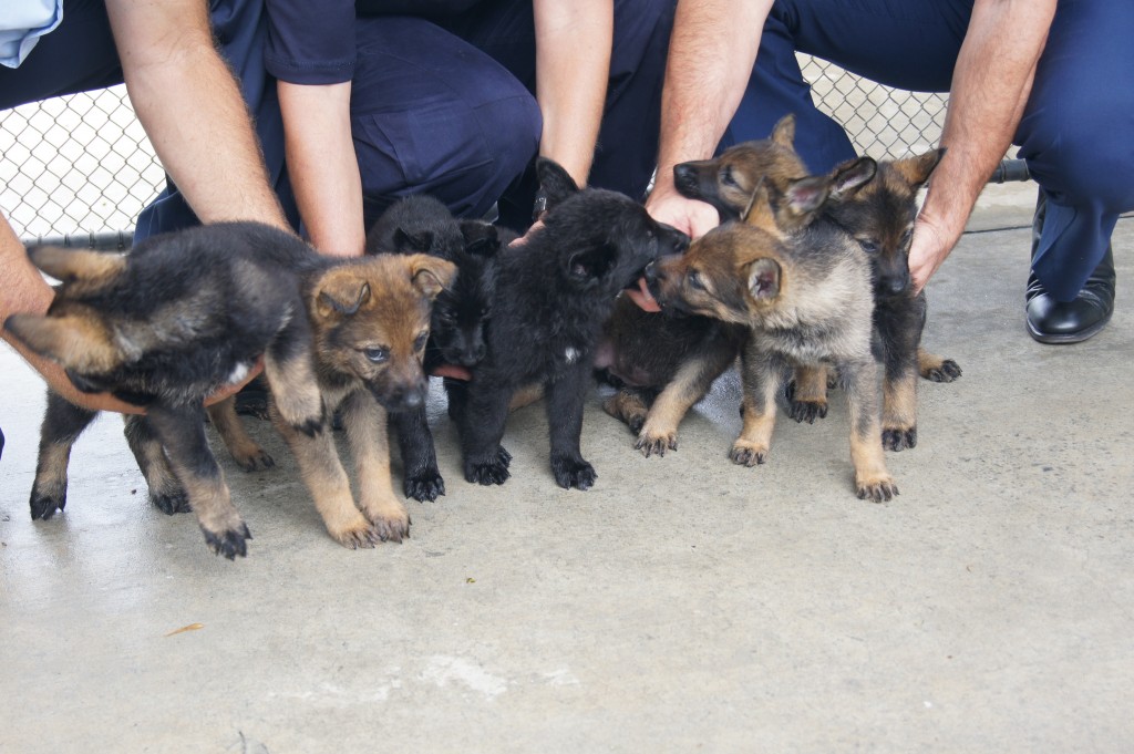 Queensland Police Dogs