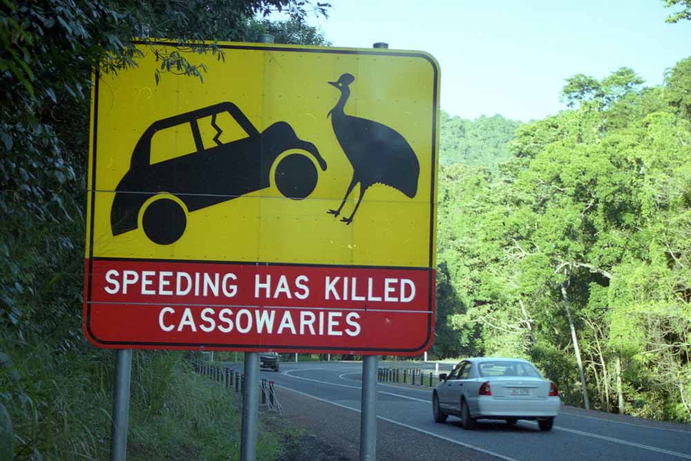 The Queensland government is trialling new technology that will alert motorists about native cassowaries crossing the road following three recent accidents.