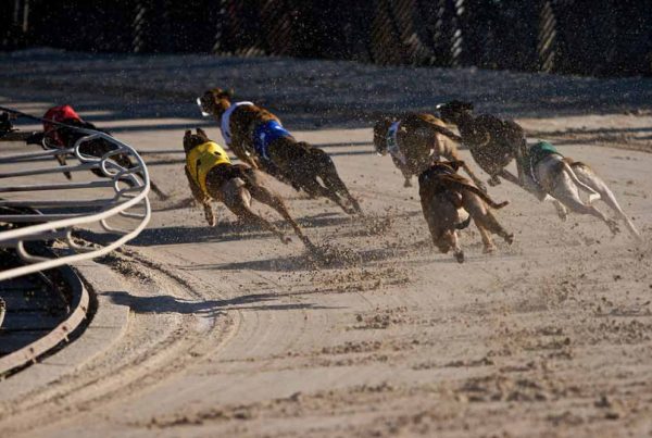 Two prominent and controversial government advertising campaigns have come under scrutiny by the NSW Auditor-General's Office.